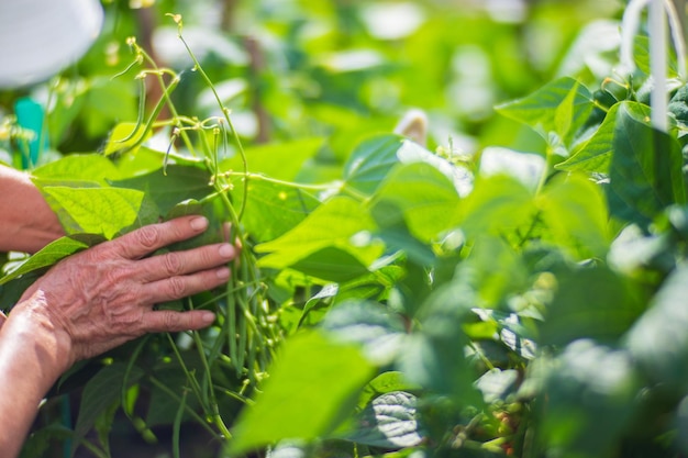 As mãos do agricultor colhem a colheita de feijão no jardim Trabalho de plantação Colheita de outono e conceito de alimentos orgânicos saudáveis fecham com foco seletivo