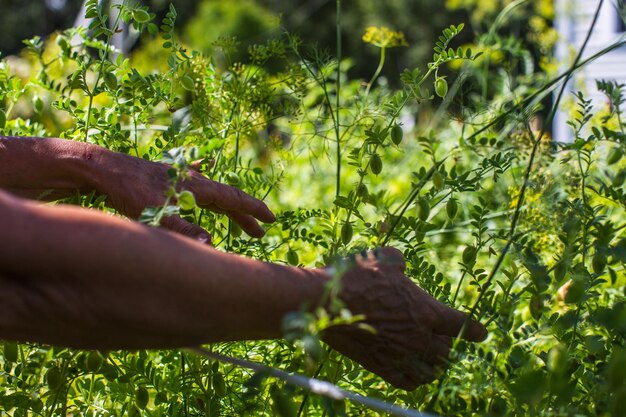 As mãos do agricultor colhem grãos de bico no jardim Trabalho de plantação Colheita de outono e conceito de alimentos orgânicos saudáveis fecham com foco seletivo