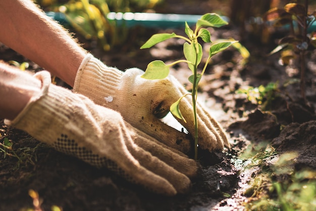 As mãos do agricultor cuidam e protegem as mudinhas de broto no solo