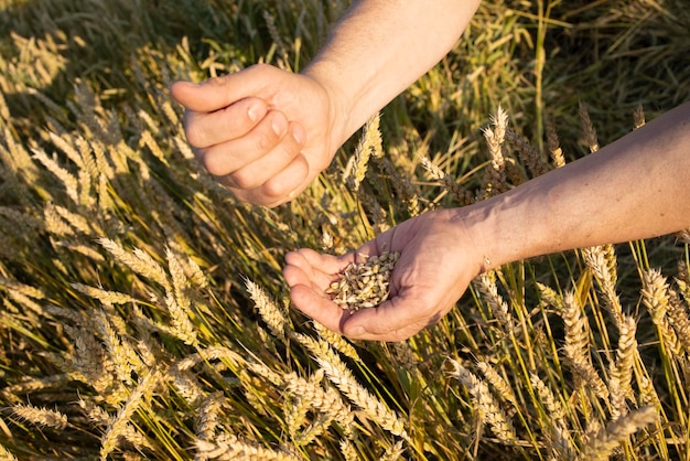 As mãos do agricultor de closeup seguram um punhado de grãos de centeio de trigo em um campo de centeio de trigo a mão de um homem segura grãos maduros de cereais em um fundo desfocado de um campo de grãos vista superior conceito de colheita