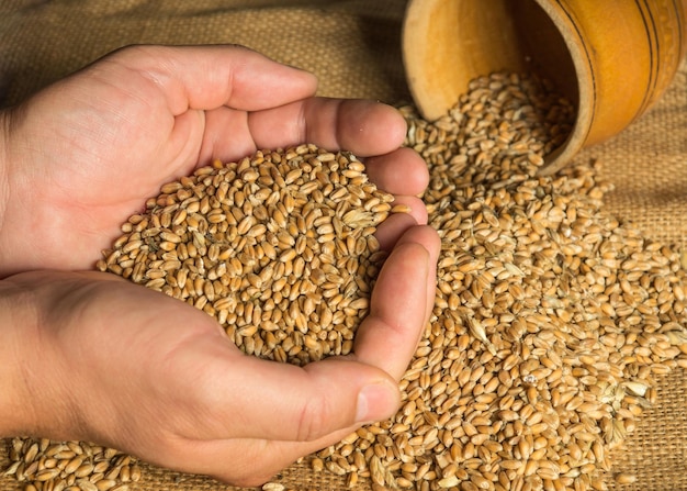 As mãos do agricultor seguram um grão de trigo. Seleção de grãos antes da semeadura. Colhendo uma boa colheita.