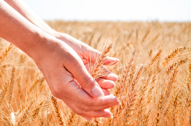 As mãos do agricultor segurando espigas de trigo