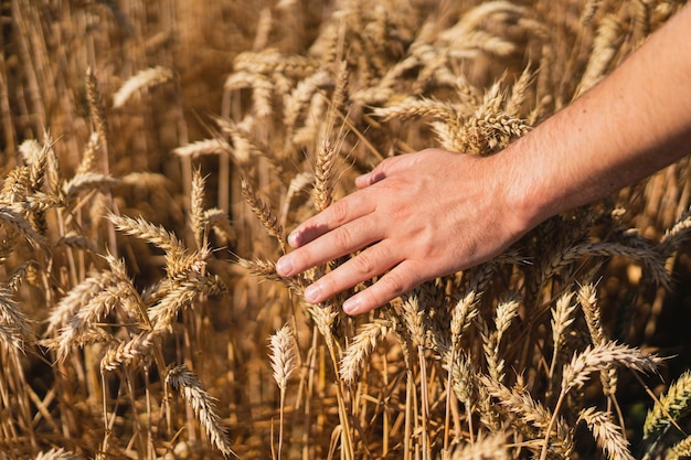 As mãos do agricultor tocam o trigo jovem As mãos do agricultor closeup O conceito de plantar e colher uma rica colheita Paisagem rural