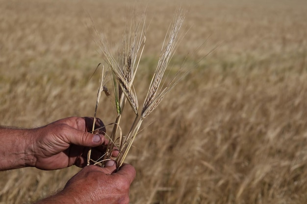 As mãos do agrônomo no fundo da cevada, cresceram uma colheita.