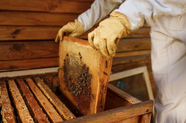 As mãos do apicultor retiram da colméia uma moldura de madeira com favo de mel. colete mel. apicultura.