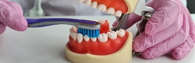 As mãos do dentista mostram na mandíbula artificial para limpar adequadamente os dentes com escova de dentes