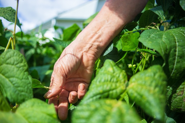 As mãos do fazendeiro colhem feijão no jardim. Colhendo o conceito de comida saudável.