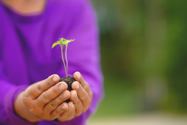 As mãos do fazendeiro estão plantando mudas no solo.