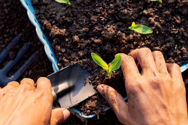 As mãos do homem estão plantando mudas de milho em bandejas de viveiro.