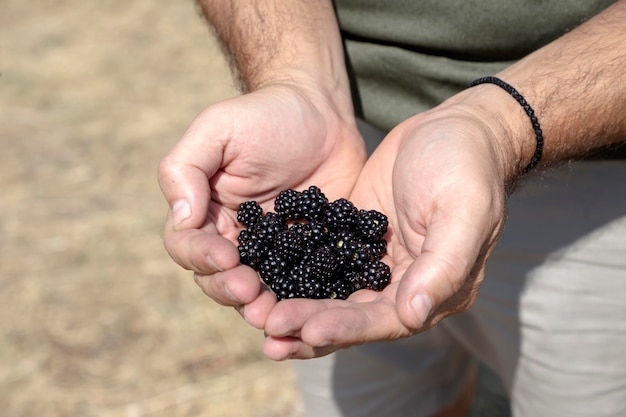 As mãos do homem seguram uma amora silvestre madura e deliciosa Rubus fruticosus coletada nas montanhas em um dia ensolarado de verão