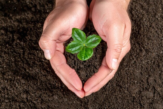 Foto as mãos do homem segurando o conceito de ecologia vegetal jovem