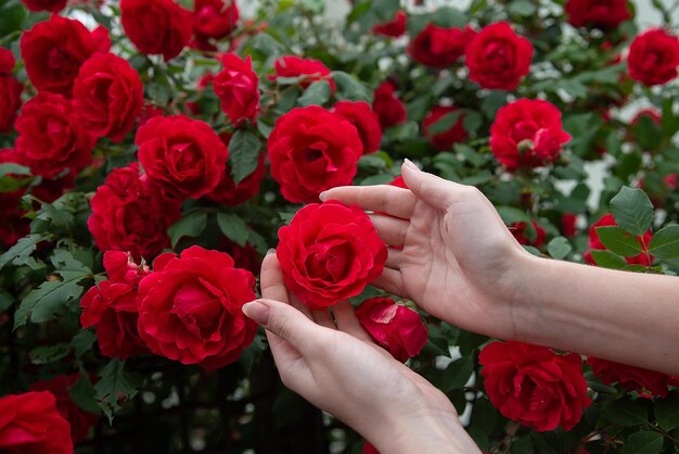 As mãos do jardineiro seguram um arbusto de rosas vermelhas menina fazendo floricultura