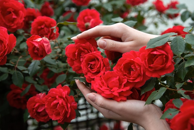 As mãos do jardineiro seguram um arbusto de rosas vermelhas menina fazendo floricultura