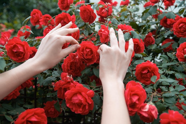 As mãos do jardineiro seguram um arbusto de rosas vermelhas menina fazendo floricultura