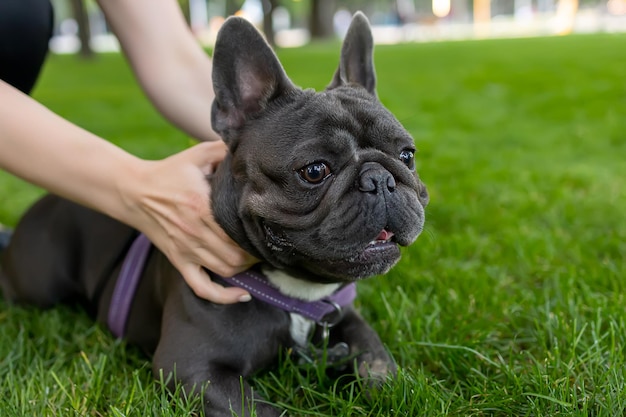 As mãos do proprietário seguram o buldogue francês para que ele não corra rapidamente