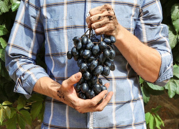 As mãos dos agricultores com um feixe de uvas ao ar livre