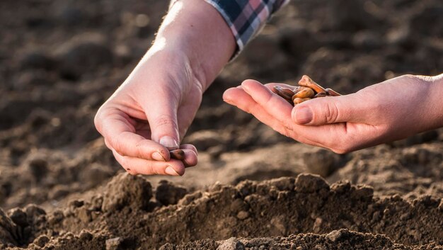 As mãos dos agricultores estão plantando grãos no solo Novo conceito de vida