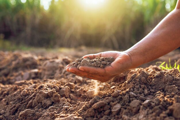 Foto as mãos dos agricultores seguram o solo para verificar a qualidade do solo no campo