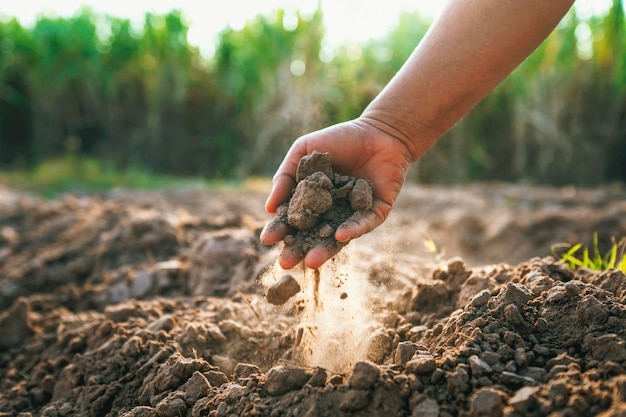 As mãos dos agricultores seguram o solo para verificar a qualidade do solo no campo