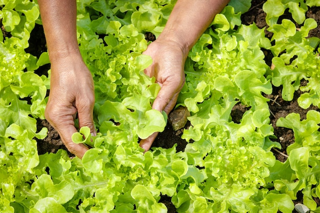 As mãos dos idosos fazem a agricultura apanhe verduras orgânicas no terreno. conceito de alimentação saudável, alimentos orgânicos cultive vegetais para comer em casa. copie o espaço