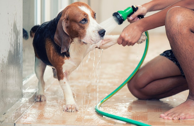 As mãos estão pulverizando água no cão beagle. para limpar o corpo