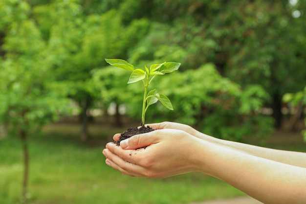 As mãos femininas mantêm a planta crescer mudas contra fundo verde