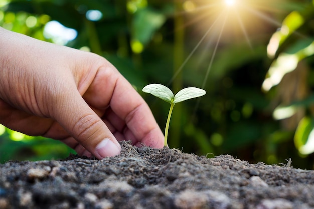 As mãos humanas plantam mudas no chão para restaurar o meio ambiente