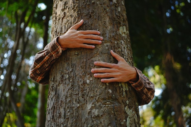 Foto as mãos humanas tocando a árvore abraçam a árvore ou protegem o meio ambiente