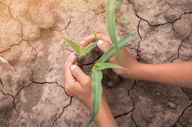 Foto as mãos protegem o milho jovem no campo de milho com terra seca. conforme o desastre natural.