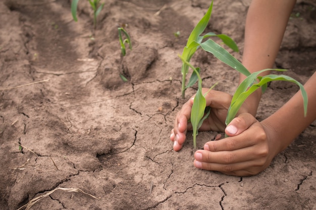 As mãos protegem o milho jovem no campo de milho com terra seca. Conforme o desastre natural.