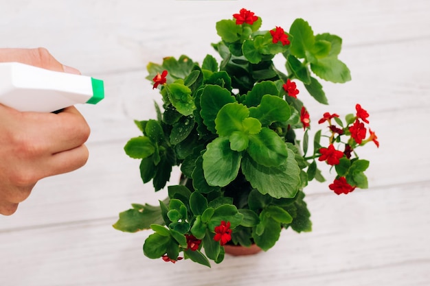 As mãos pulverizam pesticidas e fertilizantes em um vaso de flores de Kalanchoe