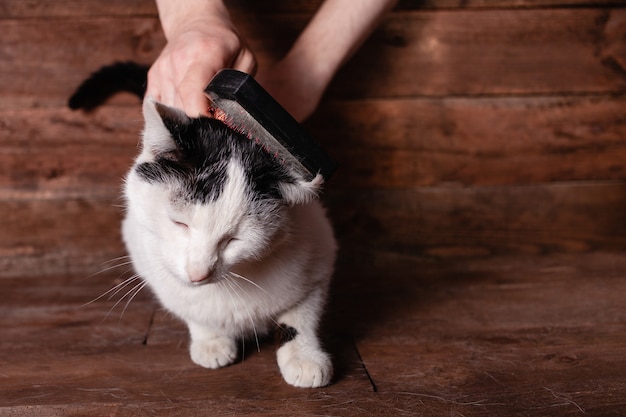 As mãos removem o excesso de pelos do gato