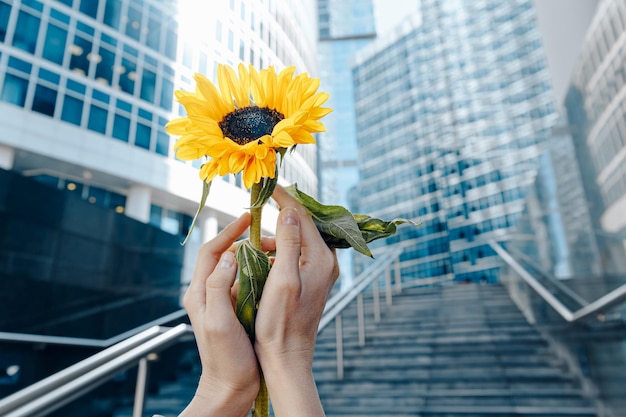 As mãos seguram suavemente flores de girassol no fundo das fachadas de vidro dos arranha-céus do centro financeiro da cidade O conceito de natural versus artificial fica perto da natureza na cidade