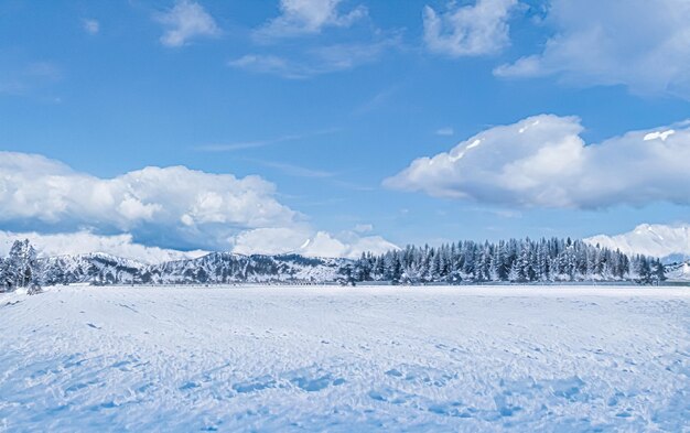 As maravilhas do inverno e as árvores da floresta nevada da paisagem do Natal cobertas de neve como pano de fundo do feriado