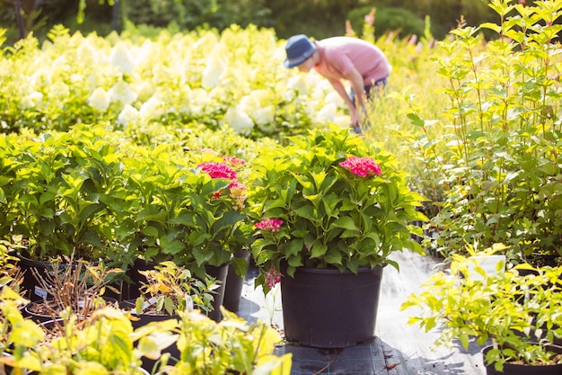 As maravilhosas hortênsias em vasos para venda