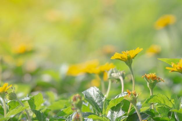 As margaridas amarelas estão florescendo em um fundo verde embaçado e em uma luz alaranjada da manhã.