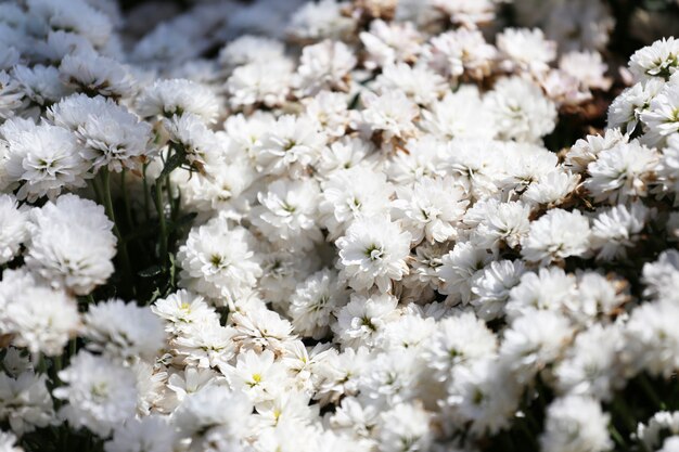 As margaridas florescem estão florescendo no jardim.