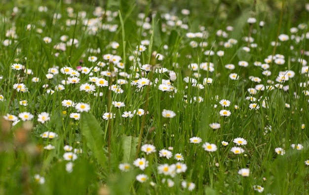 Foto as margaridas florescem na primavera no jardim.