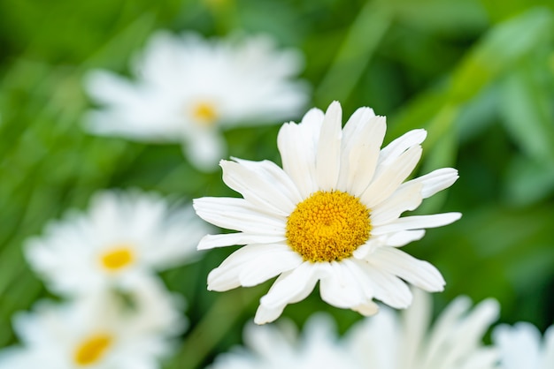 As margaridas florescem no canteiro de flores no verão. Meados de camomila é amarelo