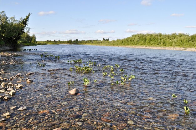 As margens polares do rio Urals Pebble