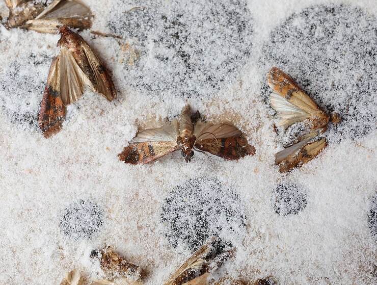 Foto as mariposas da farinha indiana presas na armadilha são insetos que infestam farinhas de cereais, massas e alimentos secos