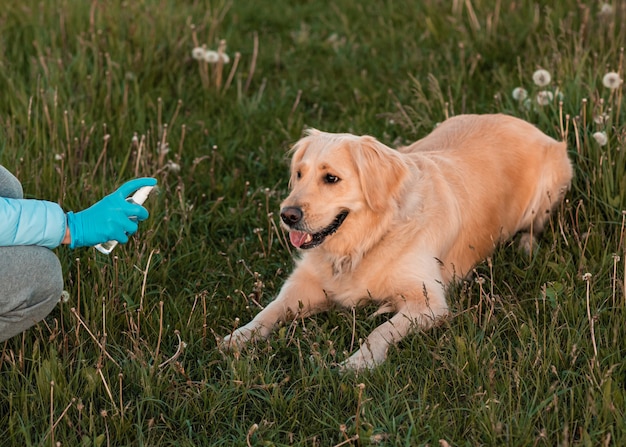 As meninas entregam luvas com um desinfetante desinfetam o golden retriever