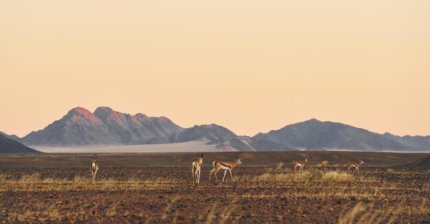 As montanhas estão longe à distância Vista majestosa de paisagens incríveis no deserto africano