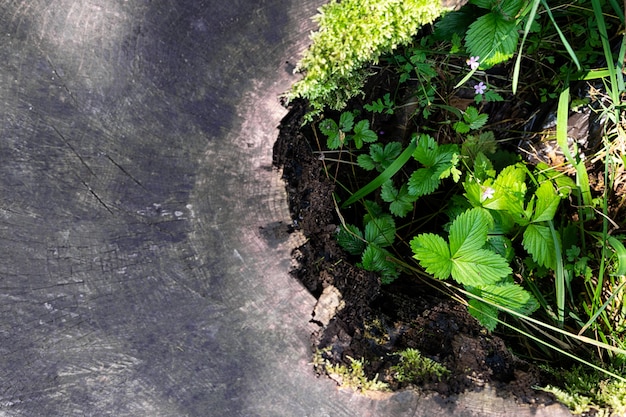 As morangos da floresta crescem em um coto de árvore velho destruído.