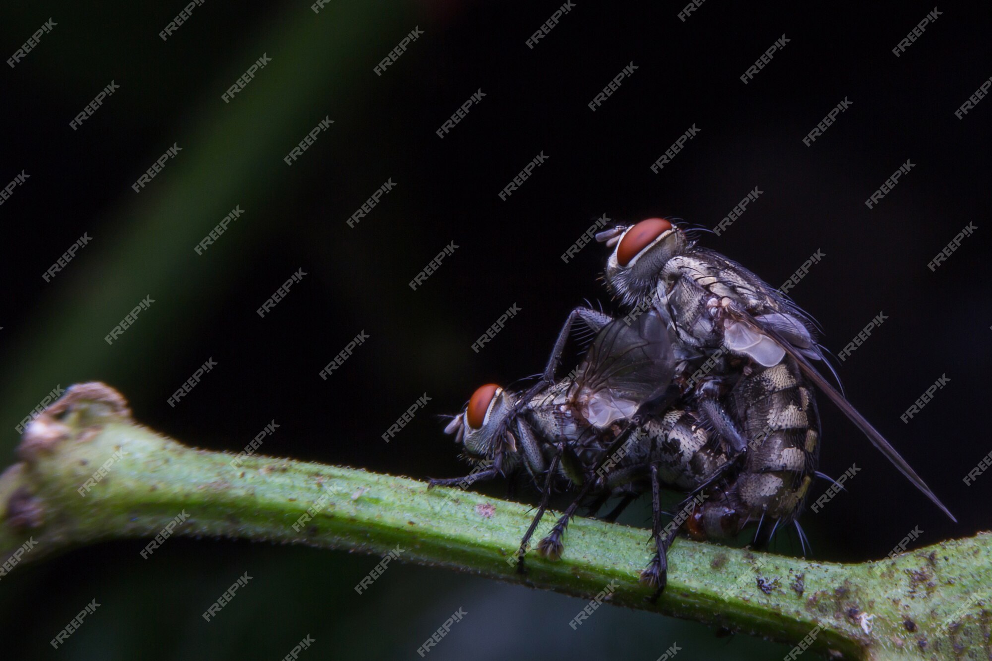 A Mosca Cega Folha1 - BethLandim