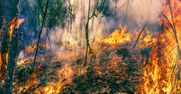 As mudanças climáticas e o aquecimento global são um impulsionador das tendências globais de incêndios florestais.