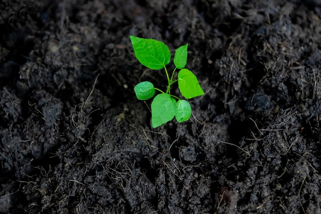 Foto as mudas estão crescendo conceito de meio ambiente e ecologia