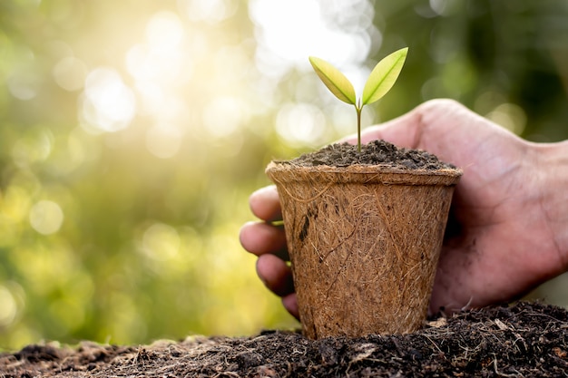 As mudas são cultivadas em vasos de fibra de coco.