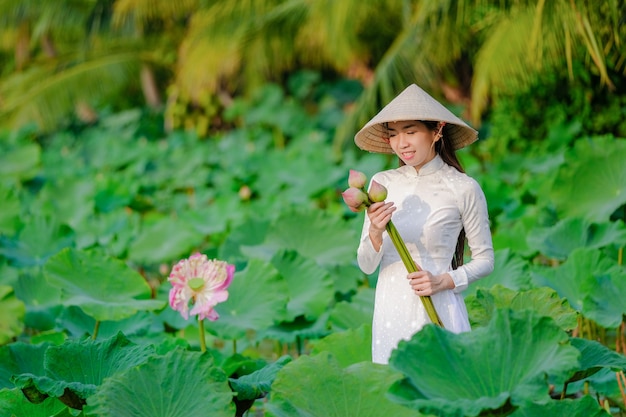 As mulheres vietnamitas estão recolhendo o loto no por do sol.