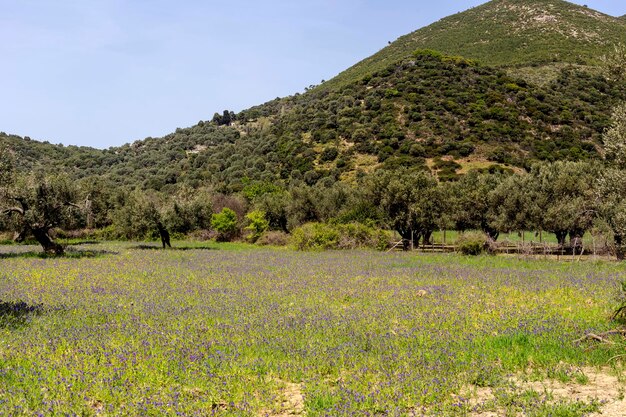 As oliveiras crescem em um prado com flores silvestres em um dia ensolarado de primavera